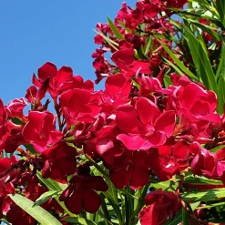 Willemse France Arbres Et Arbustes | - Laurier-rose rouge - le pot / ø 10cm / hauteur livrée 20-25cm, vendu par lot de 2