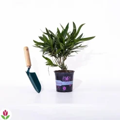 Willemse France Arbres Et Arbustes | - Laurier-rose rouge - le pot / ø 10cm / hauteur livrée 20-25cm, vendu par lot de 2
