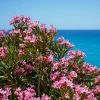 Willemse France Plantes Méditerranéennes | - Laurier-rose - le pot / ø 10cm / hauteur livrée 20-25cm, vendu par lot de 2