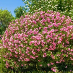 Willemse France Plantes Méditerranéennes | - Laurier-rose - le pot / ø 10cm / hauteur livrée 20-25cm, vendu par lot de 2