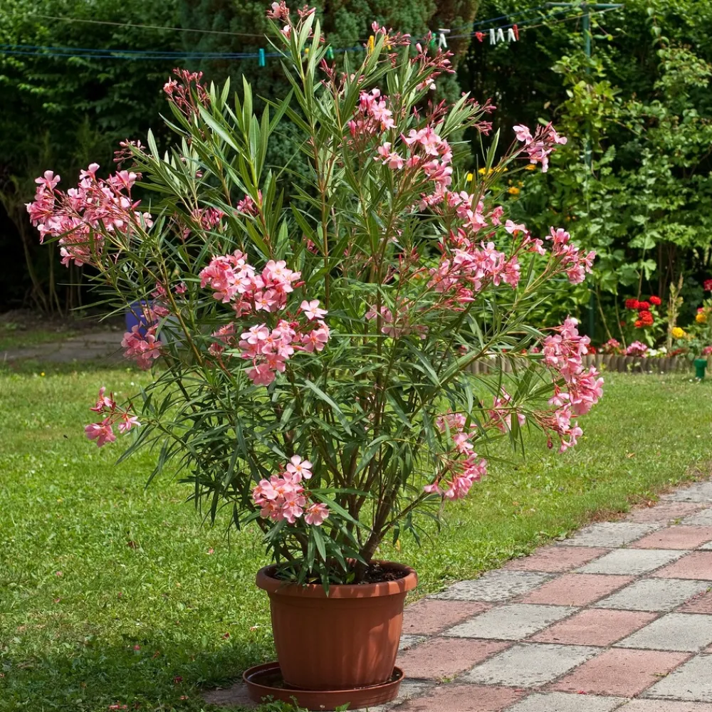 Willemse France Plantes Méditerranéennes | - Laurier-rose - le pot / ø 10cm / hauteur livrée 20-25cm, vendu par lot de 2