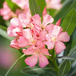 Willemse France Plantes Méditerranéennes | - Laurier-rose - le pot / ø 10cm / hauteur livrée 20-25cm, vendu par lot de 2