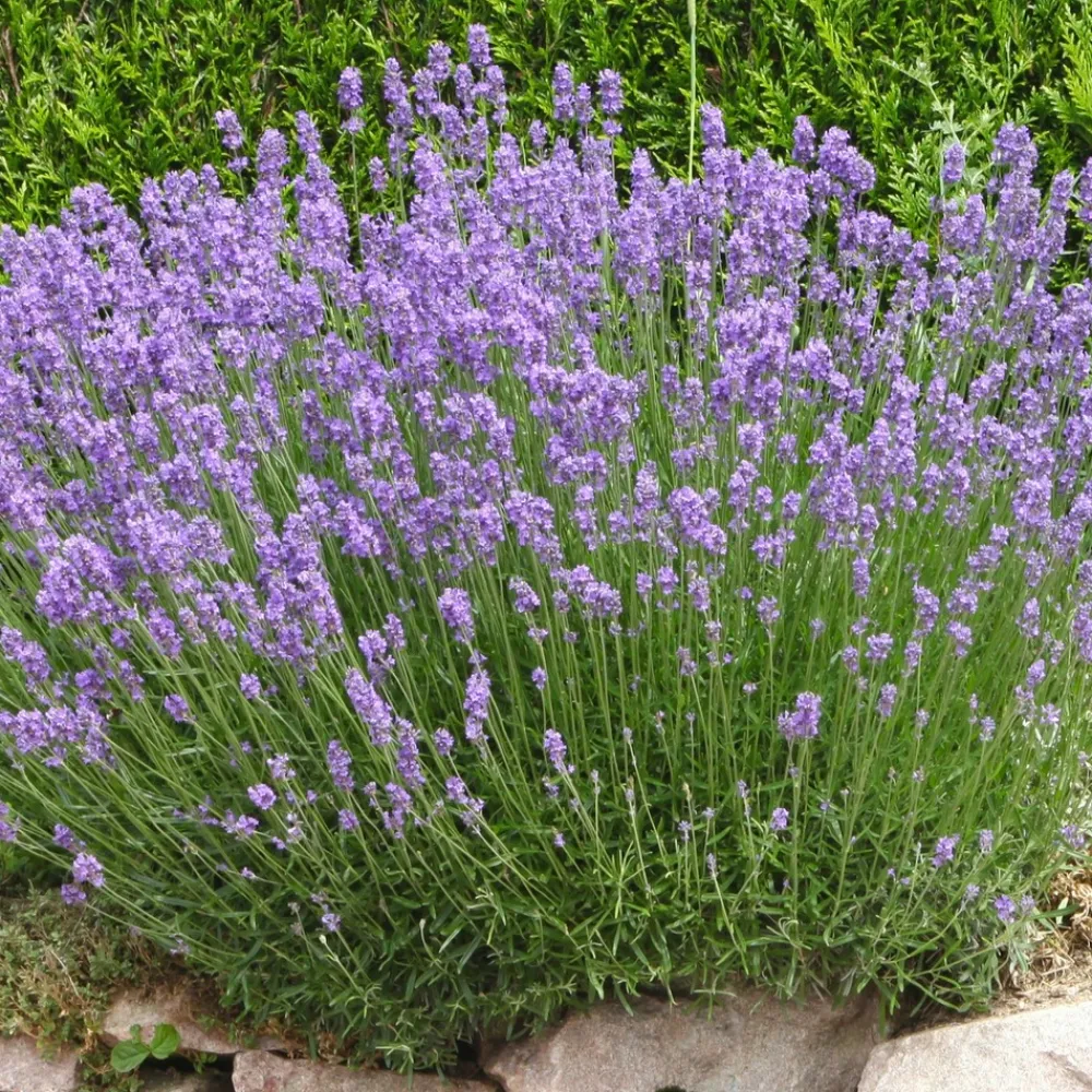 Willemse France - Lavande de grasse - le pot / 8cm / hauteur livrée 5-10cm, vendu par lot de 2 New