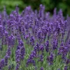 Willemse France Arbres Et Arbustes | - Lavande vraie hidcote - le pot / ø 9cm, vendu par lot de 2