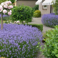 Willemse France Arbres Et Arbustes | - Lavande vraie hidcote - le pot / ø 9cm, vendu par lot de 2
