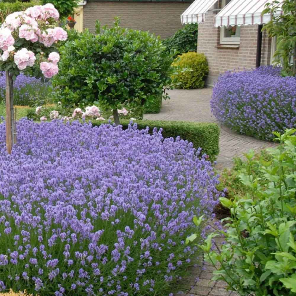 Willemse France Arbres Et Arbustes | - Lavande vraie hidcote - le pot / ø 9cm, vendu par lot de 2