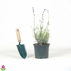 Willemse France Arbres Et Arbustes | - Lavande vraie hidcote - le pot / ø 9cm, vendu par lot de 2