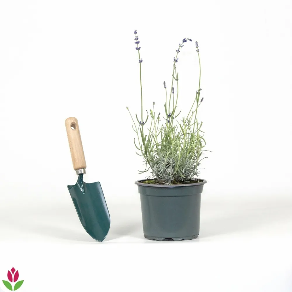 Willemse France Arbres Et Arbustes | - Lavande vraie hidcote - le pot / ø 9cm, vendu par lot de 2