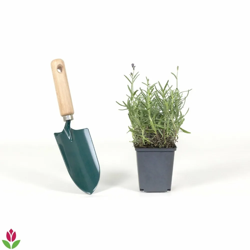 Willemse France Arbres Et Arbustes | - Lavande vraie hidcote - le pot / ø 9cm, vendu par lot de 2