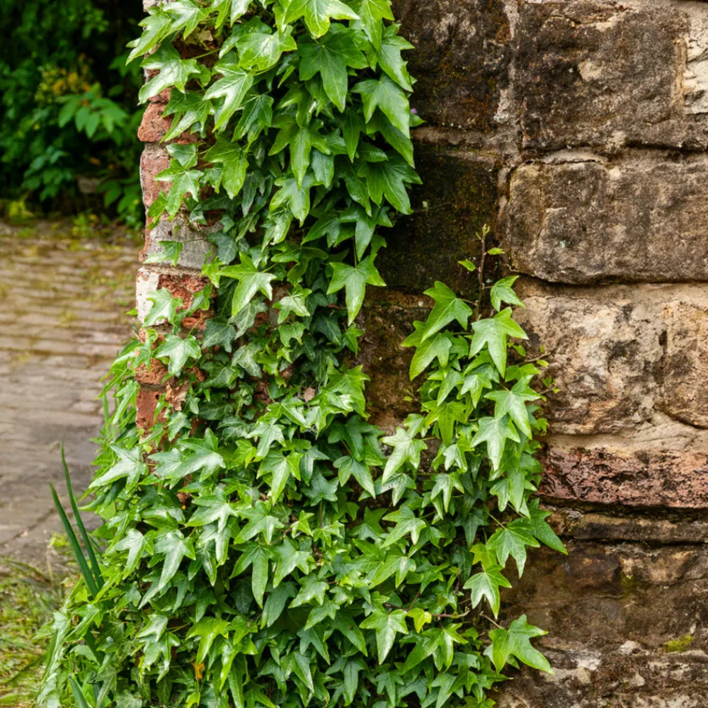 Willemse France - Lierre commun sagittifolia - le pot / ø 9cm Hot