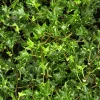 Willemse France Plantes Grimpantes | - Lierre commun ivalace - le pot / ø 9cm, vendu par lot de 2
