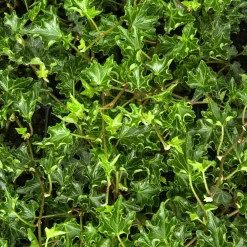 Willemse France Plantes Grimpantes | - Lierre commun ivalace - le pot / ø 9cm, vendu par lot de 2