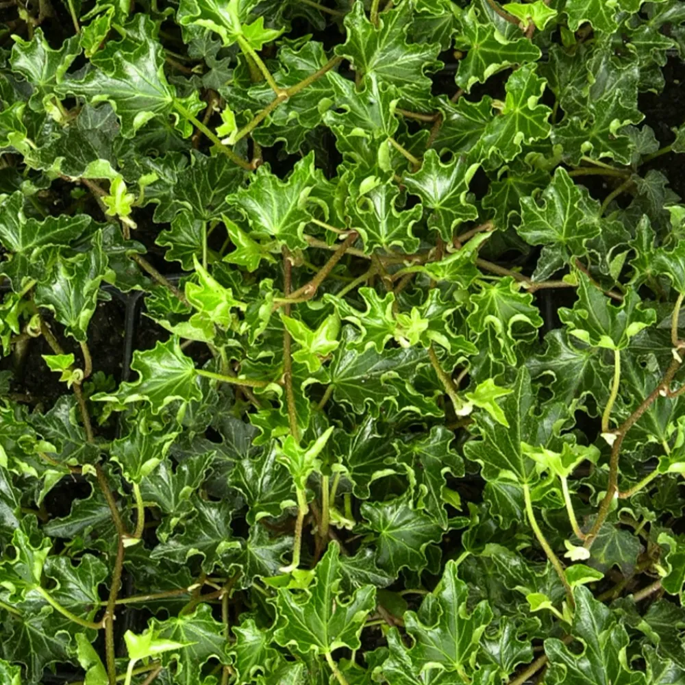 Willemse France Plantes Grimpantes | - Lierre commun ivalace - le pot / ø 9cm, vendu par lot de 2