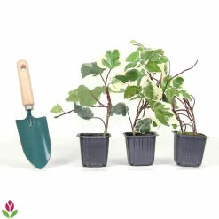 Willemse France - Lierre des canaries gloire de marengo - le pot / ø 9cm, vendu par lot de 2 New