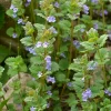 Willemse France - Lierre terrestre - le pot / ø 9cm Outlet