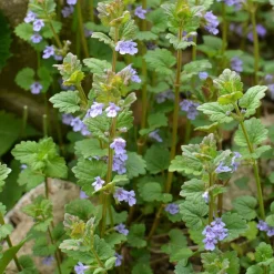 Willemse France - Lierre terrestre - le pot / ø 9cm Outlet