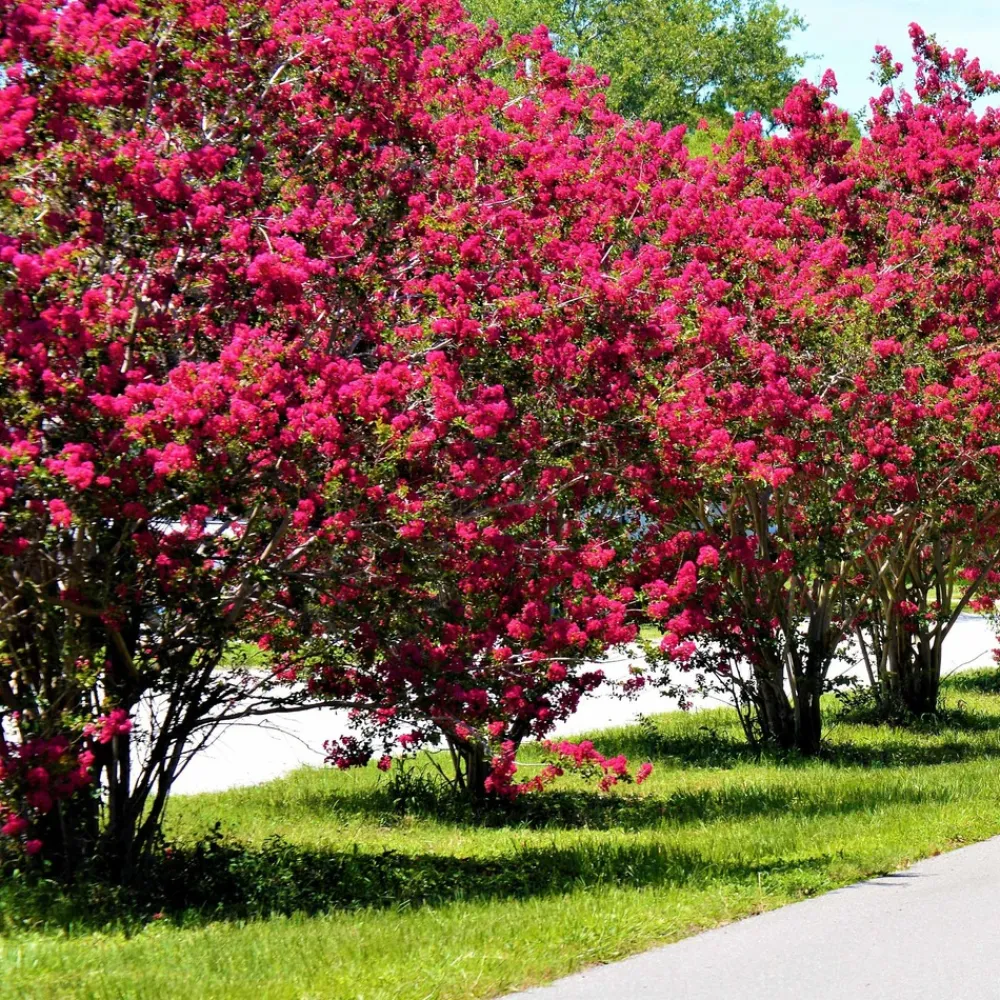 Willemse France Arbres Et Arbustes | - Lilas des indes rouge - le pot / ø 9cm, vendu par lot de 2