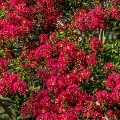 Willemse France Arbres Et Arbustes | - Lilas des indes rouge - le pot / ø 9cm, vendu par lot de 2