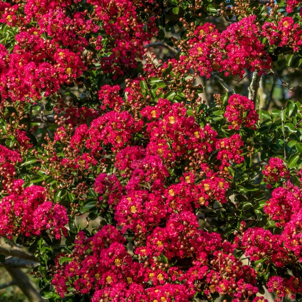 Willemse France Arbres Et Arbustes | - Lilas des indes rouge - le pot / ø 9cm, vendu par lot de 2