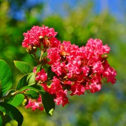 Willemse France Arbres Et Arbustes | - Lilas des indes rouge - le pot / ø 9cm, vendu par lot de 2