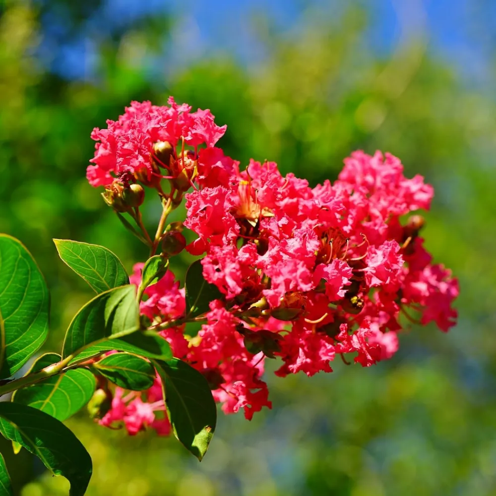Willemse France Arbres Et Arbustes | - Lilas des indes rouge - le pot / ø 9cm, vendu par lot de 2