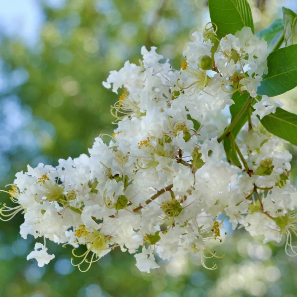 Willemse France - Lilas des indes natchez - le pot / ø 9cm / hauteur livrée 15-20cm, vendu par lot de 2 Discount