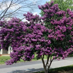 Willemse France Arbres Et Arbustes | - Lilas des indes violet - le pot / ø 9cm, vendu par lot de 4
