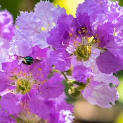 Willemse France Arbres Et Arbustes | - Lilas des indes violet - le pot / ø 9cm, vendu par lot de 4