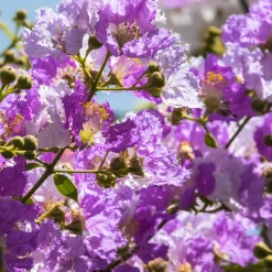 Willemse France Arbres Et Arbustes | - Lilas des indes violet - le pot / ø 9cm, vendu par lot de 4