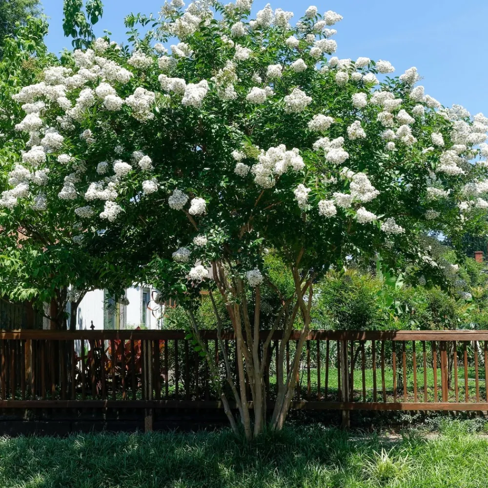 Willemse France - Lilas des indes blanc - le pot / ø 15cm / hauteur livrée 20-25cm, vendu par lot de 2