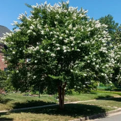 Willemse France - Lilas des indes blanc - le pot / ø 15cm / hauteur livrée 20-25cm, vendu par lot de 2