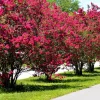 Willemse France Arbres Et Arbustes | - Lilas des indes rouge - le pot / ø 9cm, vendu par lot de 4