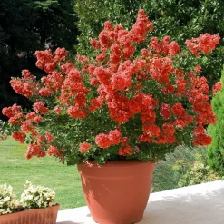 Willemse France Arbres Et Arbustes | - Lilas des indes rouge - le pot / ø 9cm, vendu par lot de 4