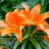 Willemse France Bulbes De Fleurs | - 3 lis orange - le sachet de 3 bulbes / circonférence 12-14cm, vendu par lot de 4