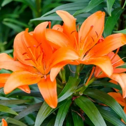 Willemse France Bulbes De Fleurs | - 3 lis orange - le sachet de 3 bulbes / circonférence 12-14cm, vendu par lot de 4