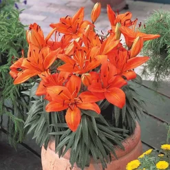 Willemse France Bulbes De Fleurs | - 3 lis orange - le sachet de 3 bulbes / circonférence 12-14cm, vendu par lot de 4