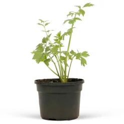Willemse France - Livèche - céleri perpétuel - le pot / ø 9cm, vendu par lot de 2 Sale