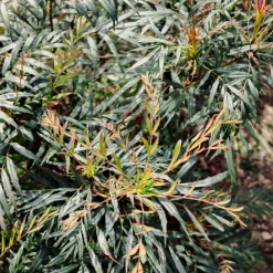 Willemse France - Mahonia confusa narihira - le godet / ø 9cm Best