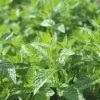 Willemse France - Menthe poivrée - le pot / ø 9cm Outlet