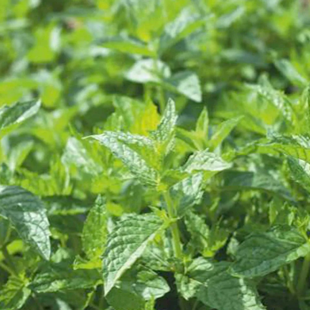 Willemse France - Menthe poivrée - le pot / ø 9cm Outlet