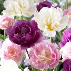 Willemse France - Mélange de 10 tulipes sensation - le sachet de 10 bulbes / circonférence 12cm+, vendu par lot de 2 Outlet