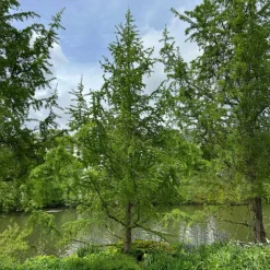 Willemse France Arbres Et Arbustes | - Mélèze du japon - le pot / 2l / hauteur livrée 80-100cm, vendu par lot de 2