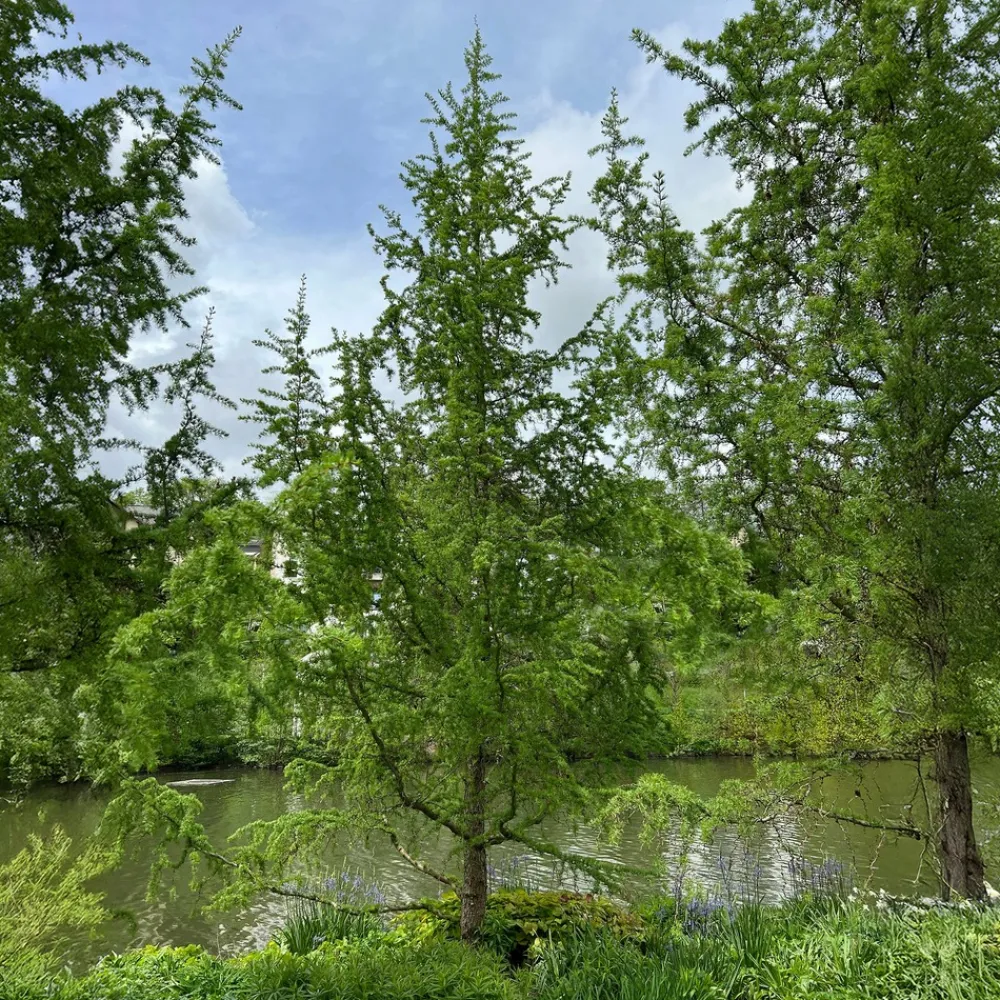 Willemse France Arbres Et Arbustes | - Mélèze du japon - le pot / 2l / hauteur livrée 80-100cm, vendu par lot de 2