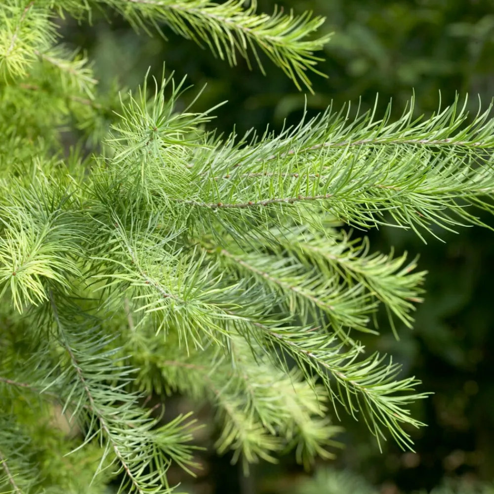 Willemse France Arbres Et Arbustes | - Mélèze du japon - le pot / 2l / hauteur livrée 80-100cm, vendu par lot de 2