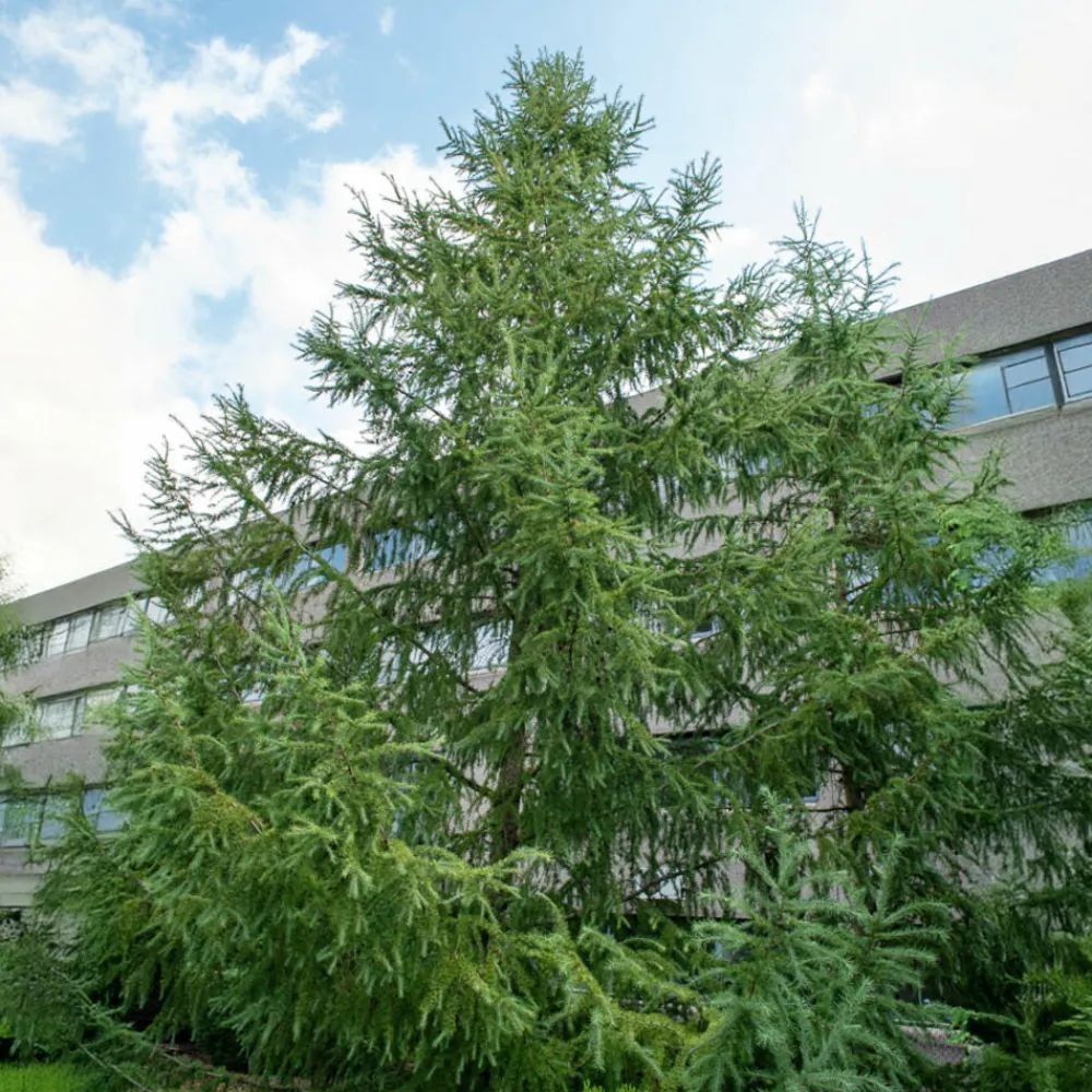 Willemse France Arbres Et Arbustes | - Mélèze du japon - le pot / 2l / hauteur livrée 80-100cm, vendu par lot de 2