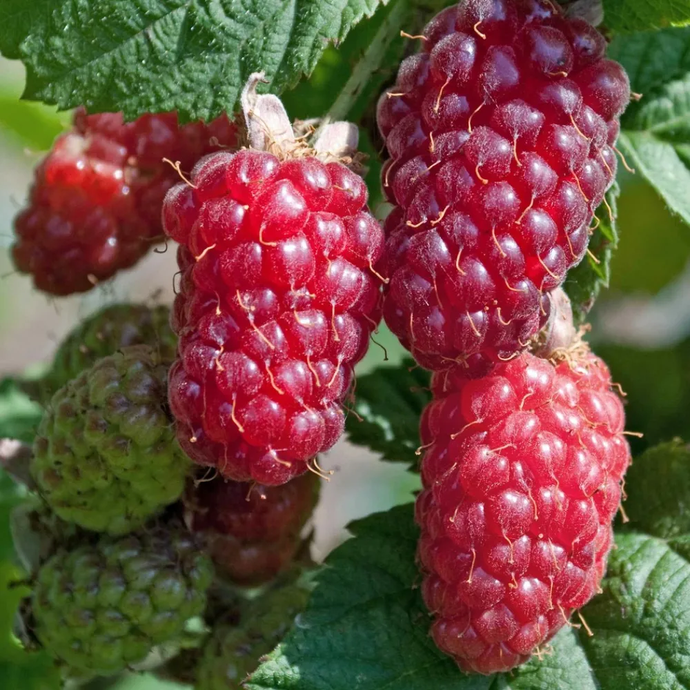 Willemse France - Mûre-framboise tayberry - la pièce en racine nue, vendu par lot de 2 Discount