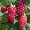 Willemse France - Mûre-framboise tayberry - la pièce en racine nue Discount