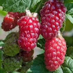 Willemse France - Mûre-framboise tayberry - la pièce en racine nue Discount