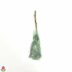 Willemse France - Mûre-framboise tayberry - la pièce en racine nue Discount