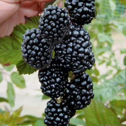 Willemse France - Mûrier aux fruits géants triple crown - la pièce en racine nue Discount